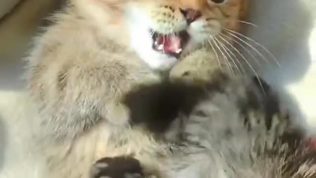 Cute cat video