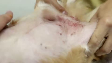 poor dog with skin disease