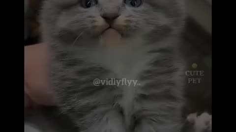 cute cat moments🐱🐱🐱