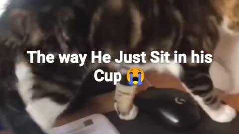 Kitten Cup 😺