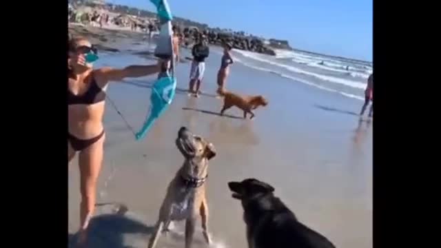EPIC FUNNY ANIMALS