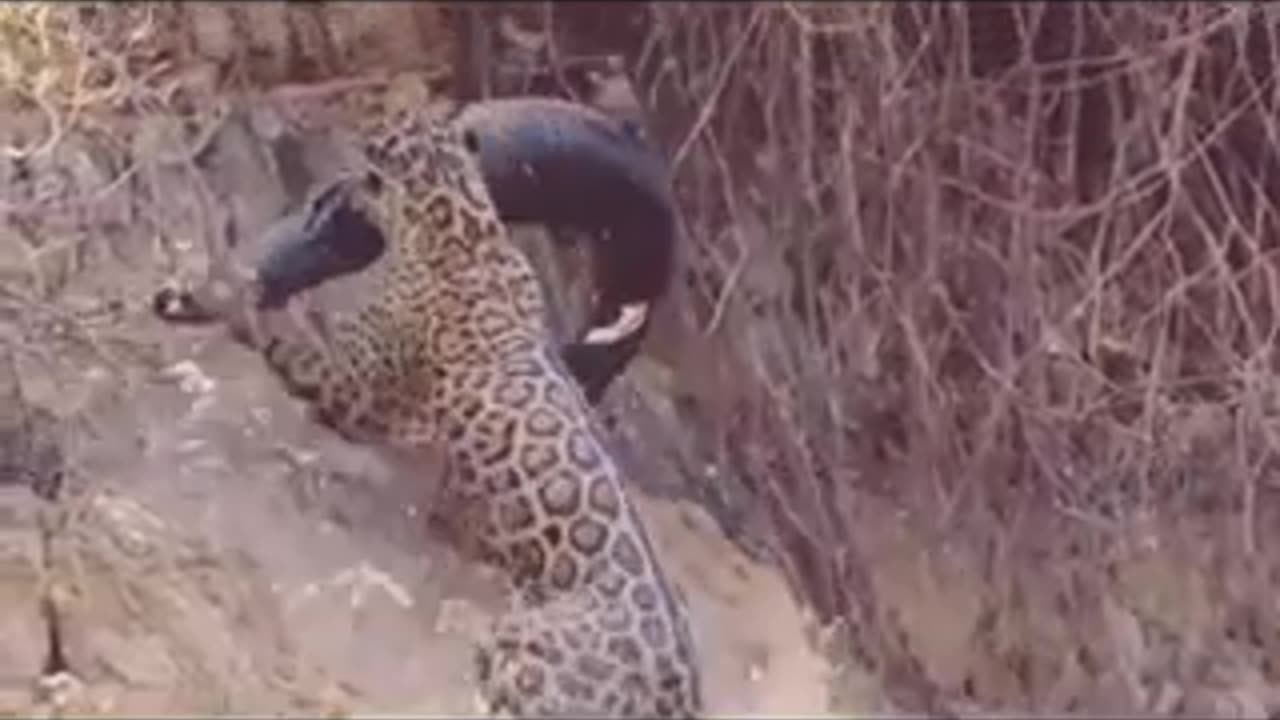 Tiger attack to crocodile