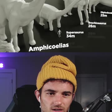 DINOSAUR SIZES 🦕