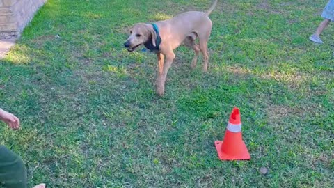 That's a different dog