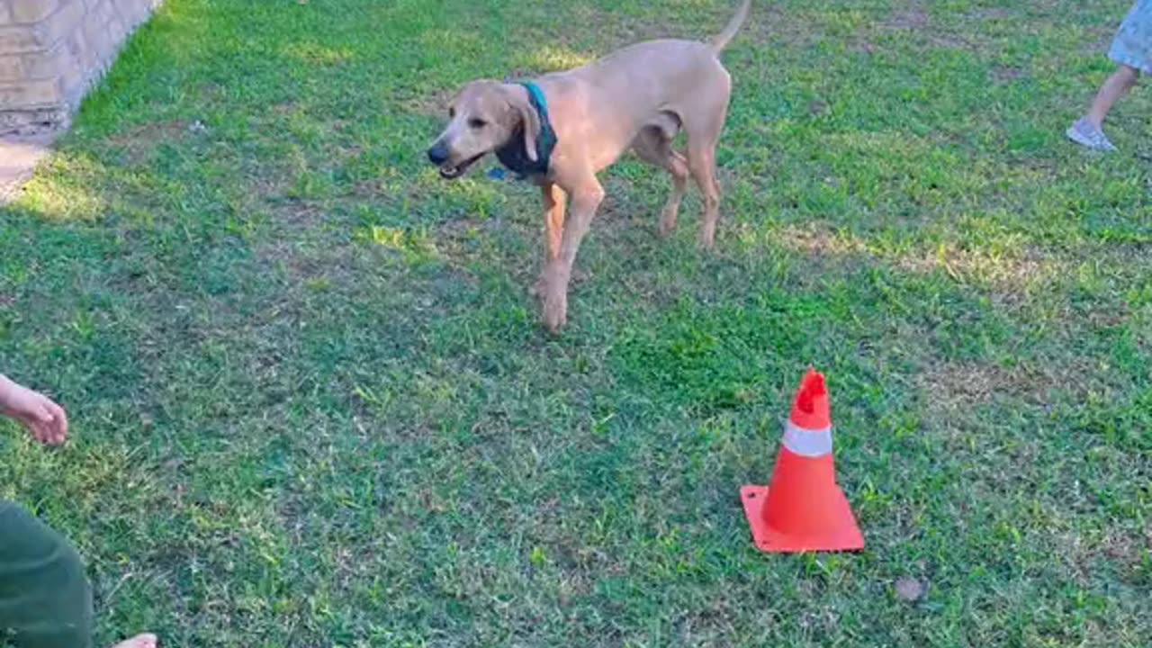 That's a different dog