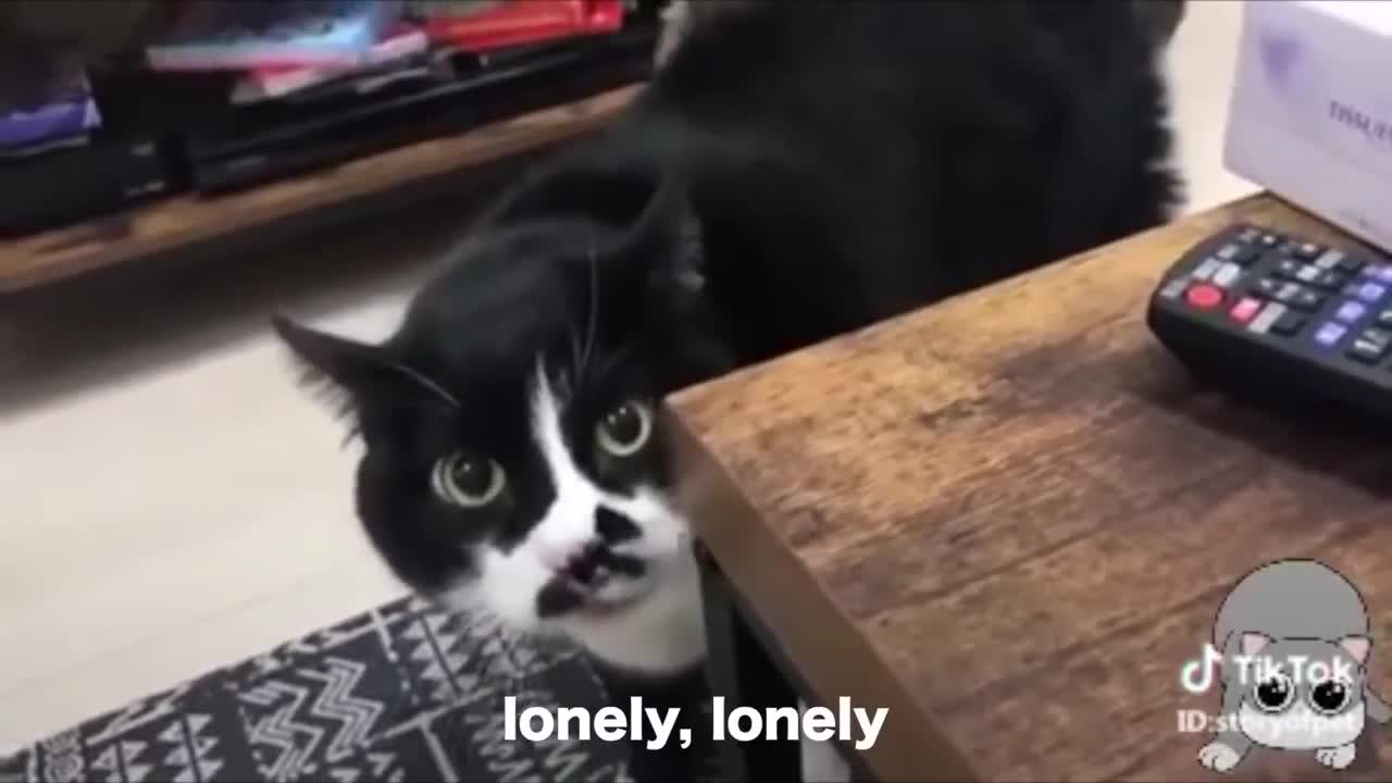 funny cats alking video