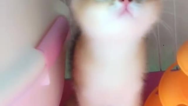 OMG So Cute Cats ♥ Best Funny Cat ❤️🐈Videos 2021 #shorts
