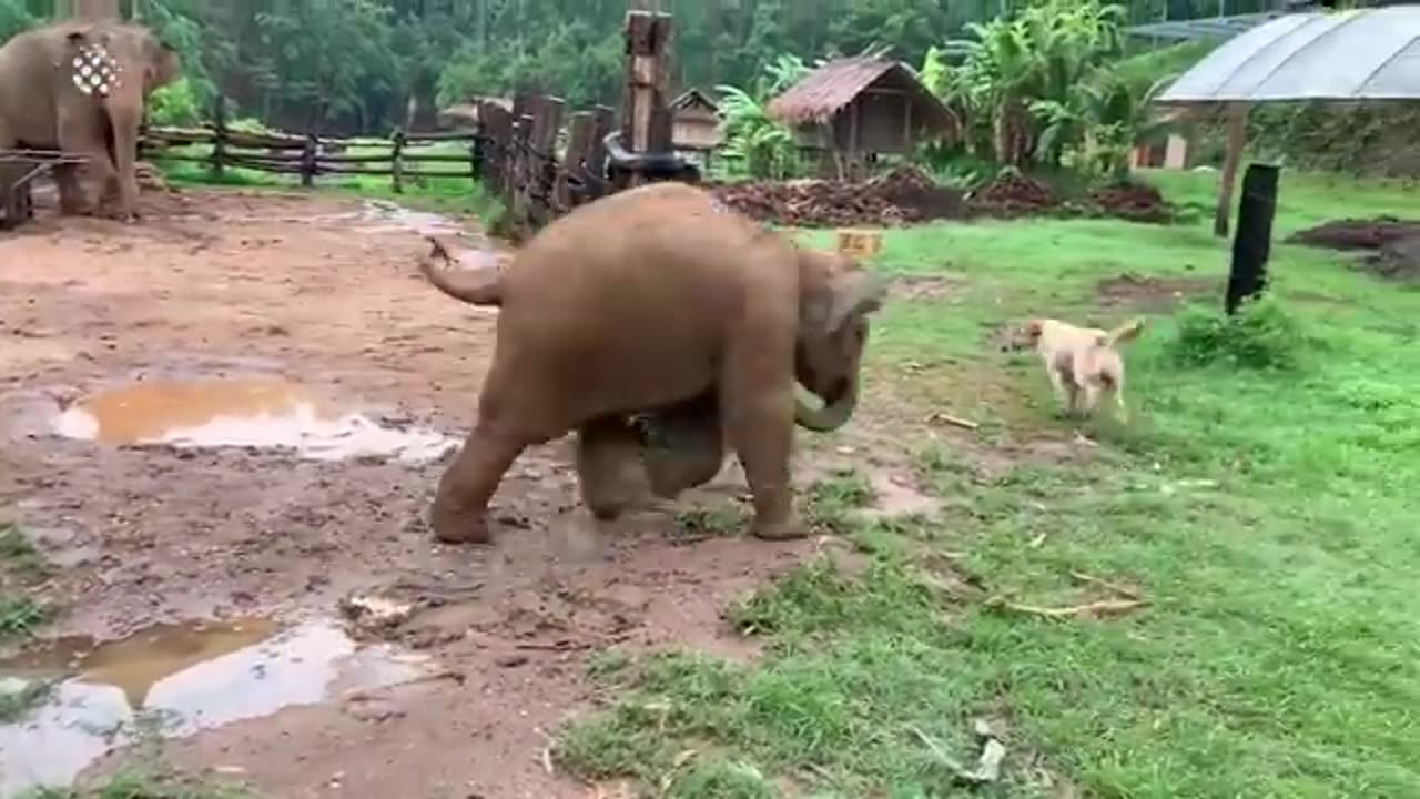 Baby Elephant Videos Compilation