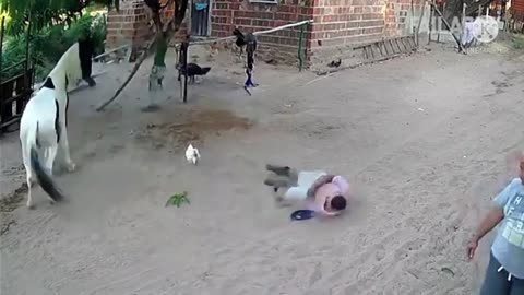 Animal