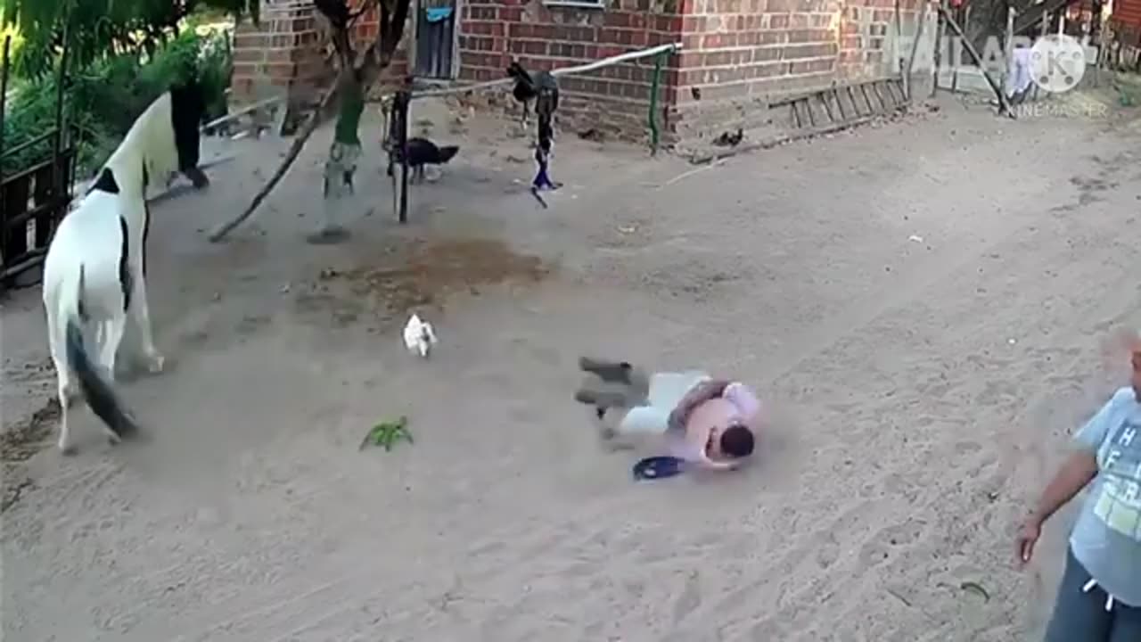 Animal