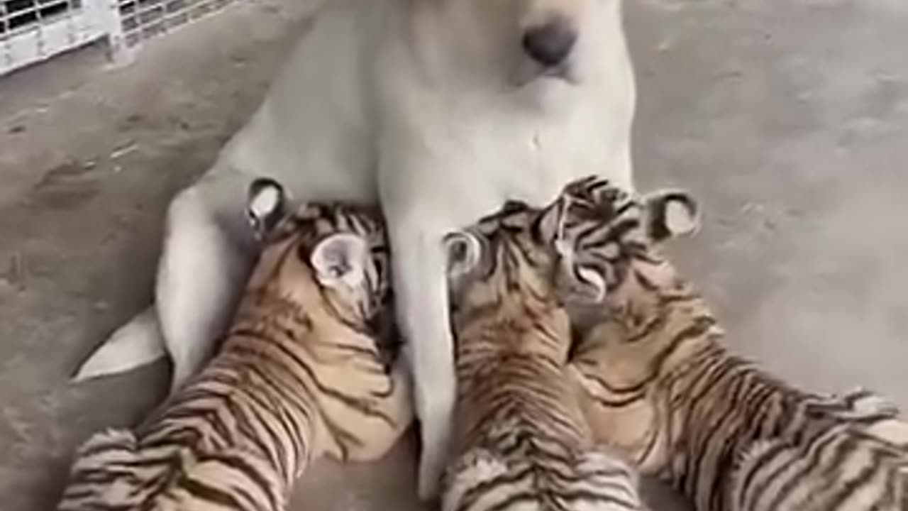 Tiger cubs want feeding from labrador