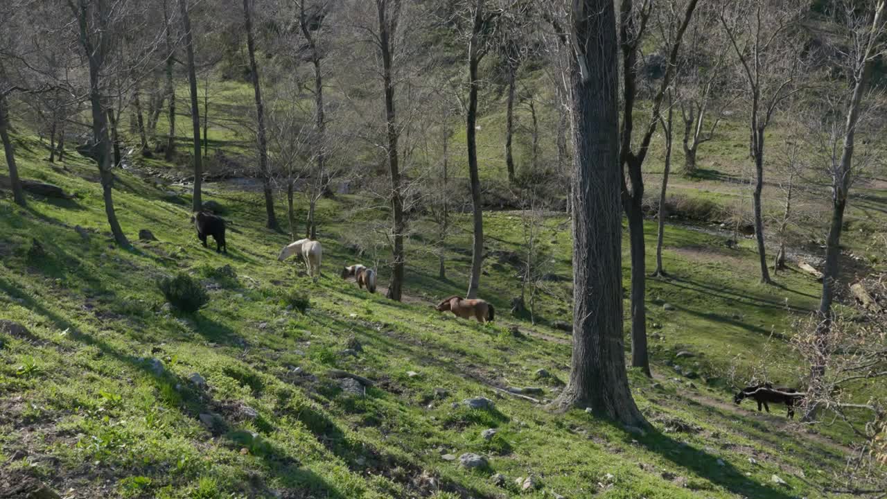 Wild horses grazing in a forest in the Italian Alps