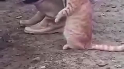 Cat amazing video