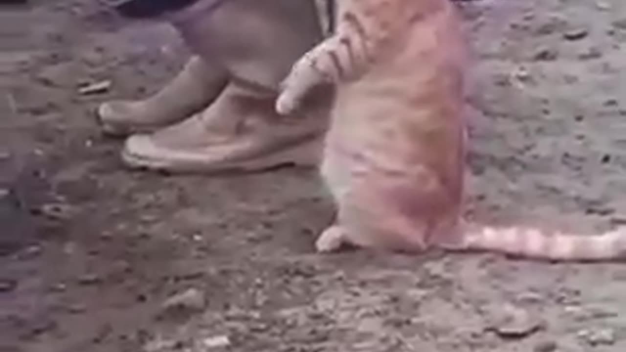 Cat amazing video