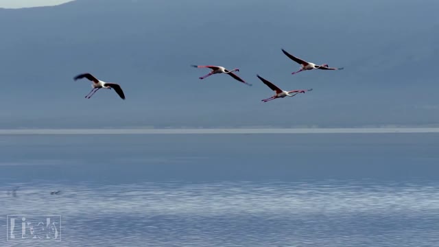 [4k] Wild Animals-Ultra HD Video TV 60fps (2160p)