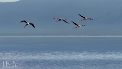 [4k] Wild Animals-Ultra HD Video TV 60fps (2160p)