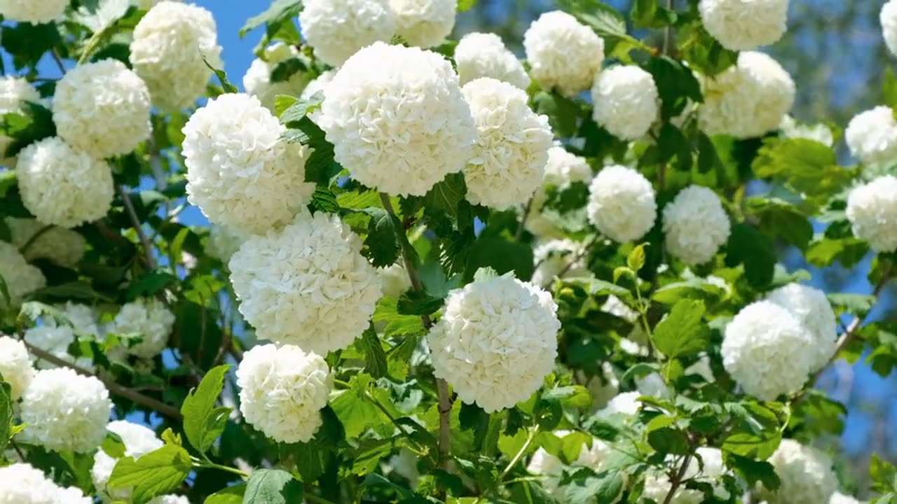 Snowball Flower White free stock video.