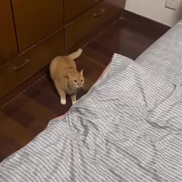 Super cute!!!♥️🐈♥️