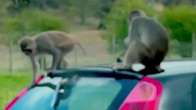 Monkeys robbing the cars in Uk