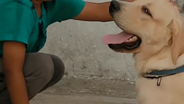 Dog and boy friendship