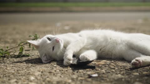 White kitty cat chilling out under the sunshine