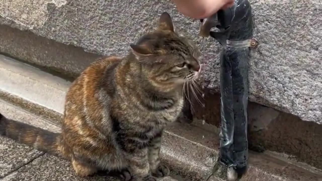 Cute And Funny Cats 😍😍😅😅 #viral #shorts #reels #cat #cats #pets #catsshare