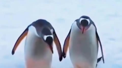 Funny penguins 😂😂😂