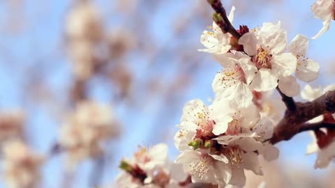 The beautiful sea of flowers brings you good mood