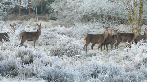 Beautiful natural deer