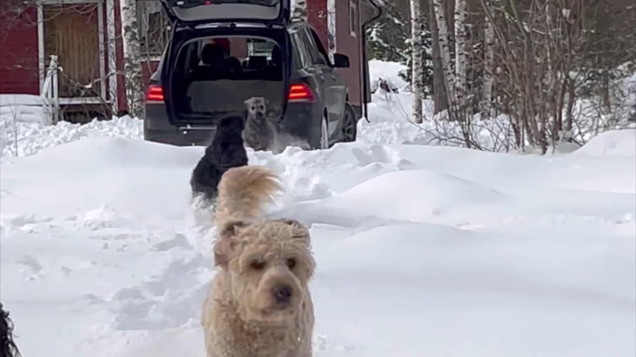 Doodles Dash Through Drifts Of Snow