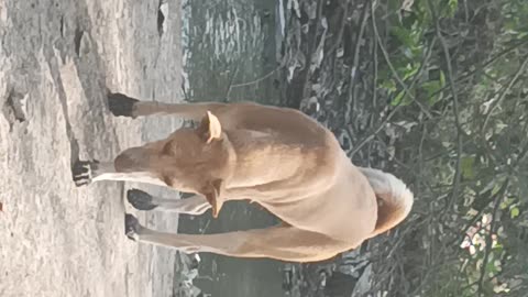 Dog 1