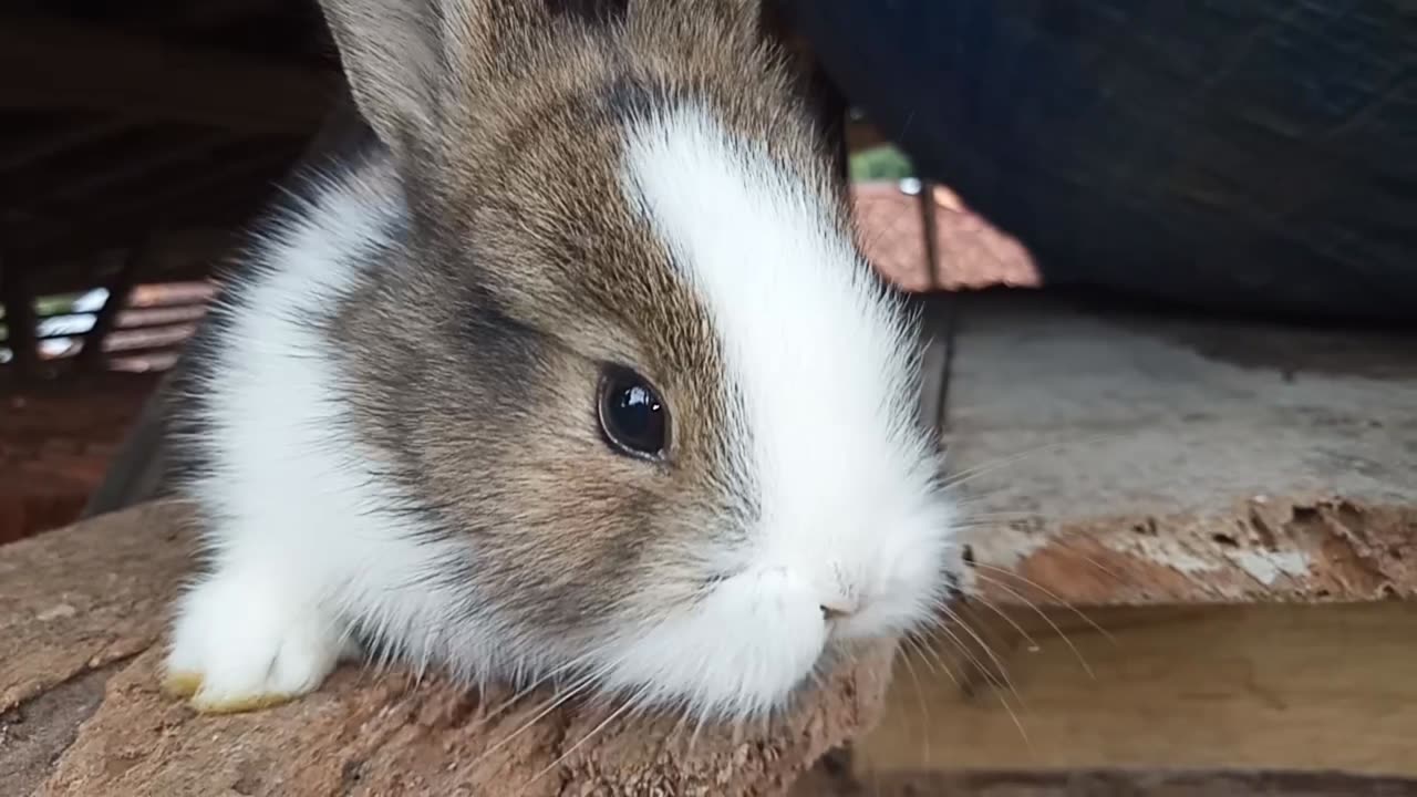 Funny little rabbit