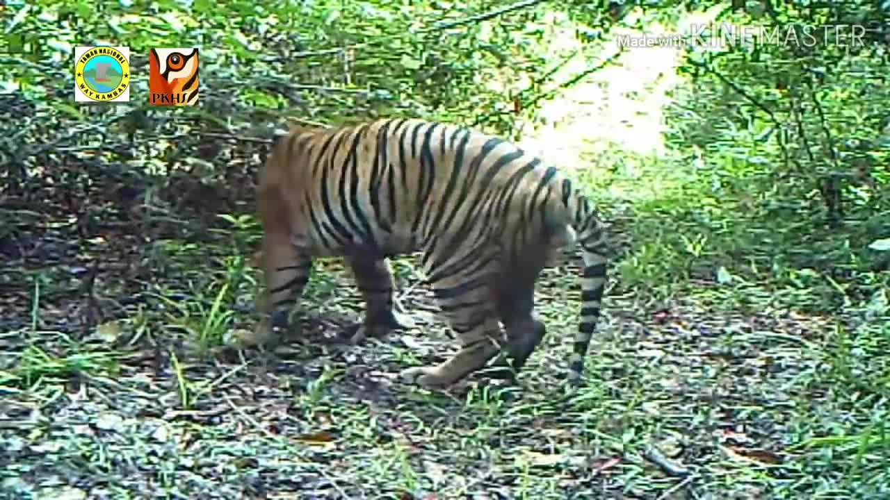 Harimau di hutan, ngapain aja ya___