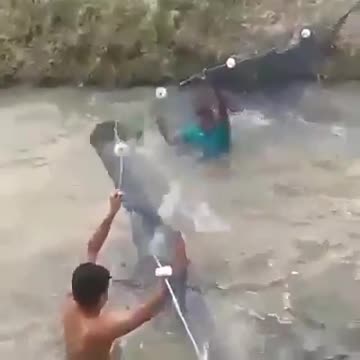 A strange way to catch fish
