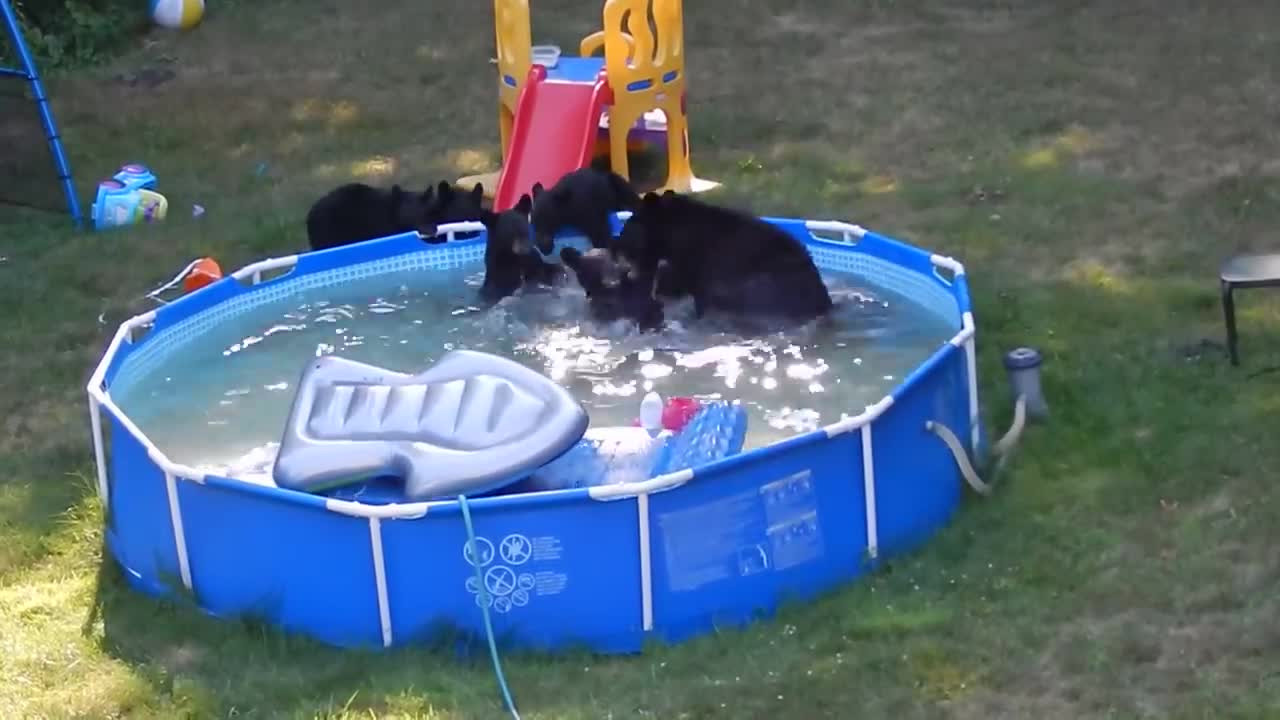 A bear family takes a dip in our pool - Part II