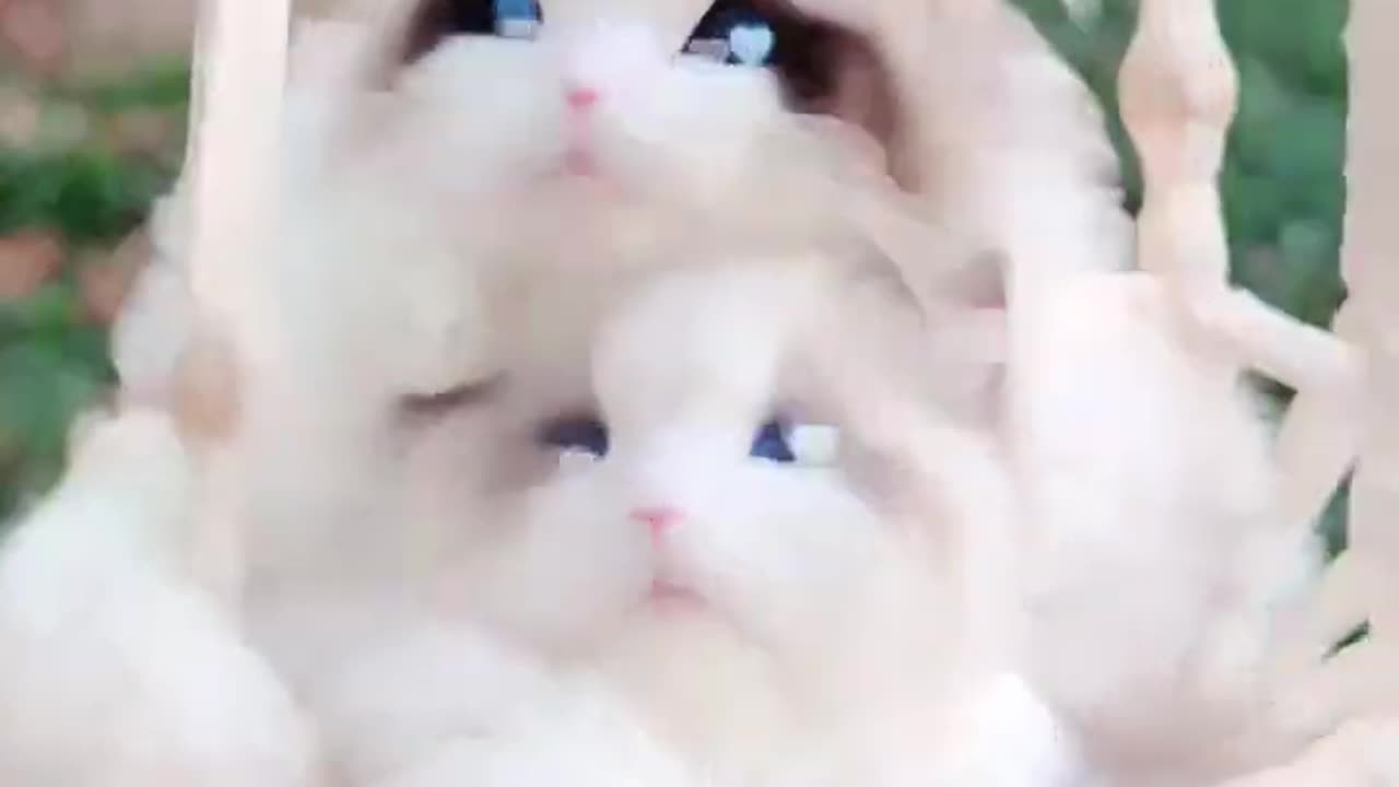 very cute cat