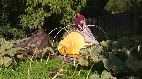 What's the secret to growing giant pumpkins