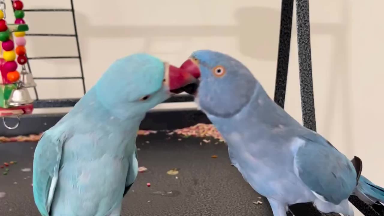 Birds flying love baby kiss me 🦜🦜🦜🦜🦜