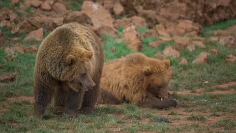 Pair of brown bears in the field