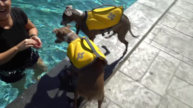 swimming dog