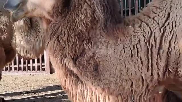 Alpaca