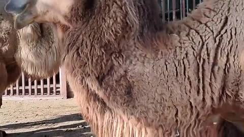 Alpaca