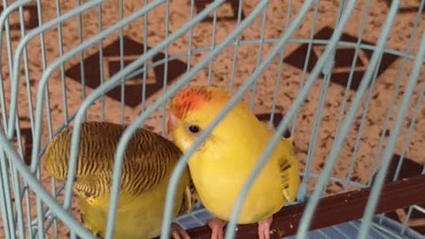Budgies couple