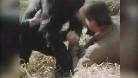 🦍😱 Gorilla Aggression: When They Turn Merciless Towards Humans!