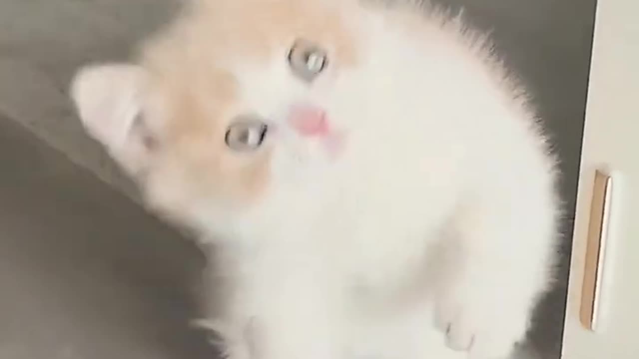 Cute cat baby video