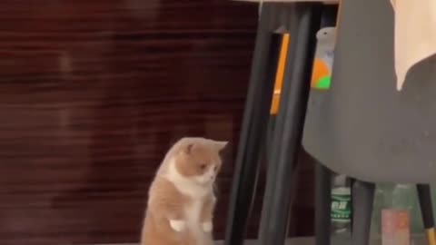 Cute little animals like it962