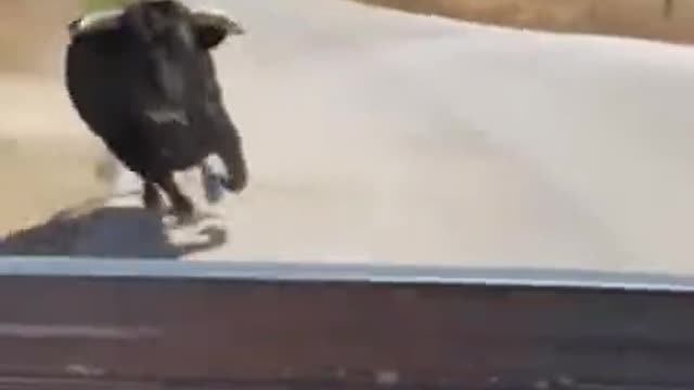 Angry Bull Head Butts A Pick Up Truck Full Of People