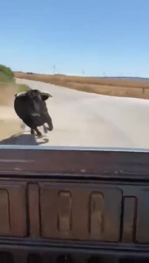 Angry Bull Head Butts A Pick Up Truck Full Of People