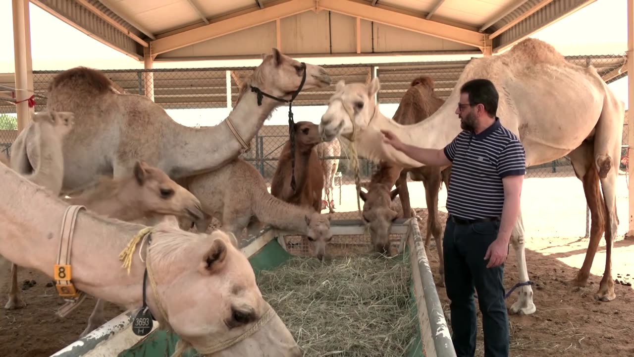 Dubai lab clones camels for races and beauty pageants