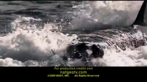 Orca Killing School
